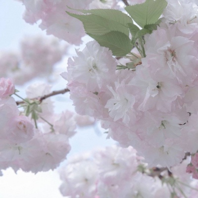 Furry兽设设计技巧福瑞群